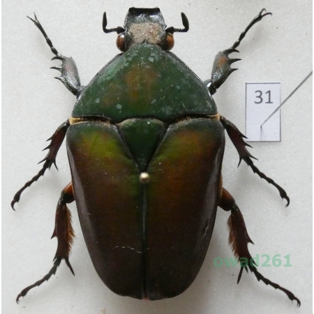 Mecynorhina ugandensis (Moser, 1907) female ex. ovo Uganda31